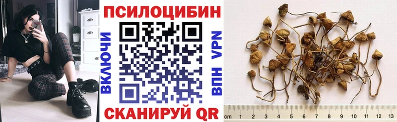 Галлюциногенные грибы Psilocybe  Ковров 